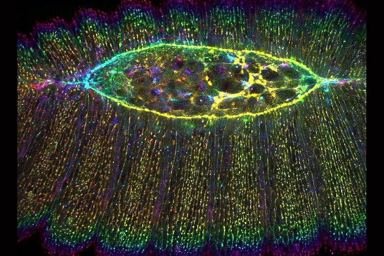 Understanding how cells change shape has opened up new avenues for biomedical research, particularly in tissue engineering, which is providing new treatment options for the repair of damaged tissues or organs. Research on fruit fly embryos, led by As