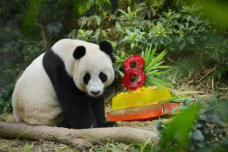 Giant pandas Kai Kai and Jia Jia celebrated their birthdays - and their fourth year in Singapore - with special cakes yesterday. Keepers at River Safari made the honey-flavoured ice cakes, topped off with apple and carrot slices, for them. The male p