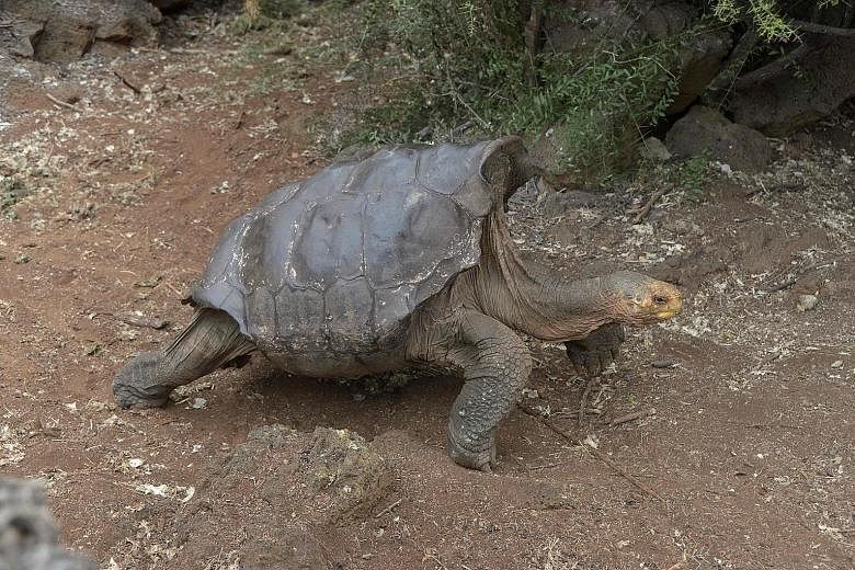 Diego at a breeding centre in Galapagos National Park on Santa Cruz Island in the Galapagos archipelago. The giant tortoise, which is more than 100 years old, has almost single-handedly rebuilt his species' population on their native island, Espanola