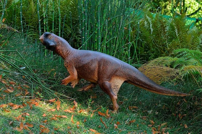 An artist's illustration of Psittacosaurus, a 1.5m-tall herbivore that roamed thick forests in China about 120 million years ago.