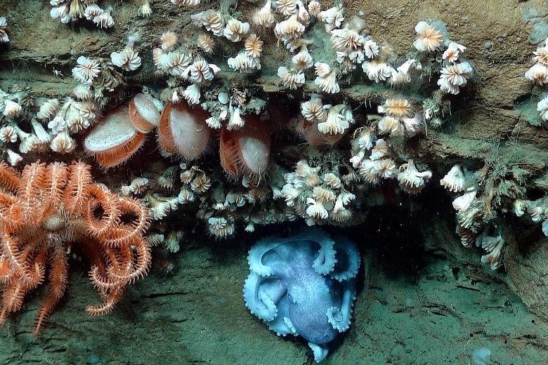 (From left) A basket star, bivalves, cup coral and an octopus are the types of marine life that a new reserve in the Atlantic Ocean hopes to protect.