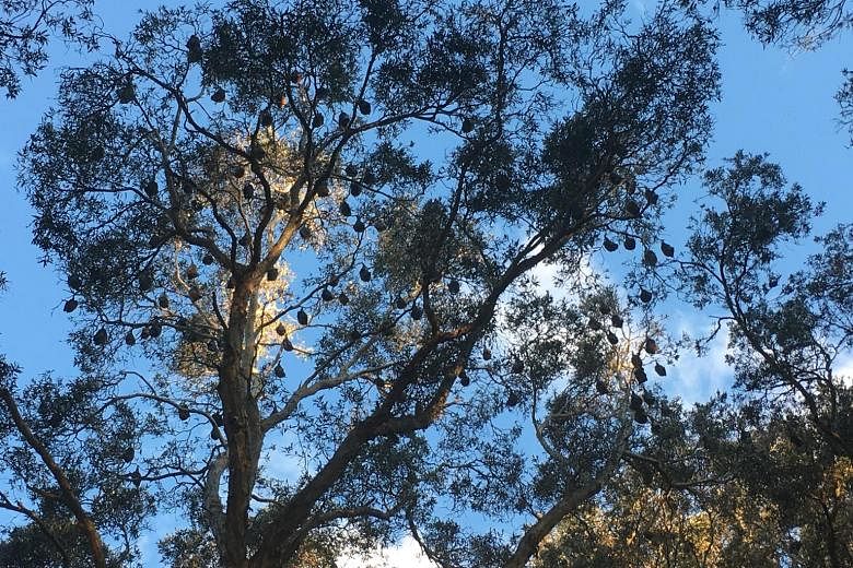A colony of bats, believed to number about 15,000, dangling from trees in Sydney's Centennial Park.