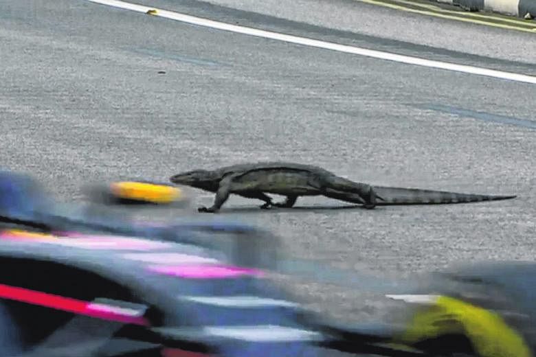 Left: Sparks flying as Ferrari driver Kimi Raikkonen approaches Turn 16 during the qualifying session at the Marina Bay Street Circuit yesterday evening. He qualified for tonight's main race in fifth place. Below: A huge monitor lizard lumbering acro