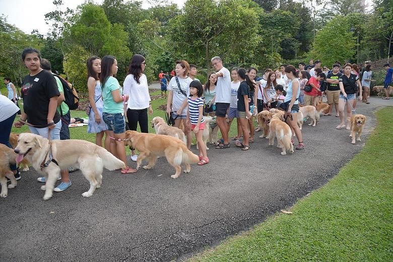 About 100 golden retrievers and their owners turned out in full force yesterday, forming a snaking queue at the Botanic Gardens as they waited for their turn to meet Isaac.