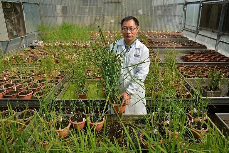Dr Yin said the new grain represents a piece of the puzzle in the global quest for long-term food security. Rice is the main staple food crop for more than half of the world's population of 7.4 billion people, but it is predicted that rising demand w