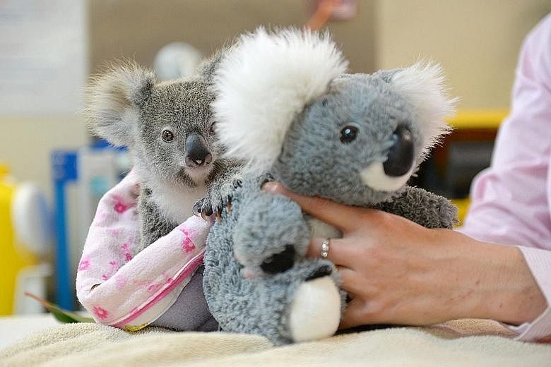 Shayne, a nine-month-old orphaned baby koala, has found solace cuddling a fluffy toy koala in the absence of its mother as it recovers from the trauma. The baby was taken to the Australia Zoo Wildlife Hospital in Beerwah, Queensland, which is run by 