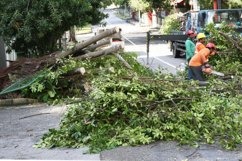 At least a dozen trees toppled across Singapore during storms in the past week The Straits Times
