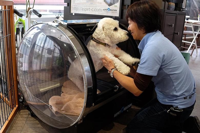 Ms Hiroko Miura, head of a nursing and training facility for pets in Tokyo, helping a 12-year-old dog after it had received treatment for symptoms of epilepsy in an oxygen capsule on March 23 last year.