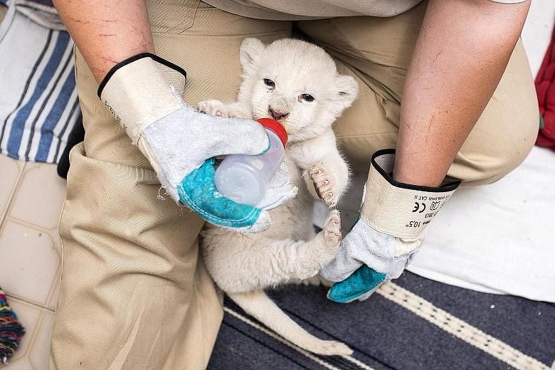 A five-week-old female white Transvaal lion (Panthera leo krugeri) being bottle-fed by zookeeper Aniko Herlicska at Nyiregyhaza Zoo in Nyiregyhaza, Hungary, on Tuesday. The cub was taken into human care two weeks earlier after its mother's milk had d