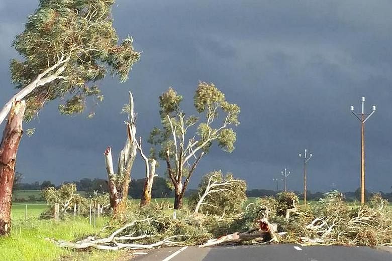 Trees toppled by high winds near the town of Melrose in South Australia. The state was lashed by severe storms on Wednesday that knocked over transmission towers, triggering a total blackout.