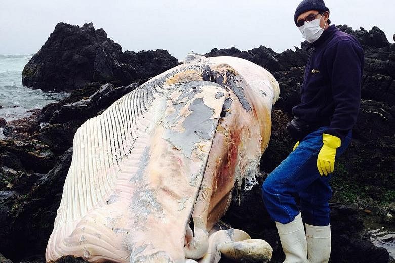 A researcher with a whale that was found dead on the shore near the city of Coquimbo in northern Chile. Experts say that whales in the Pacific off Chile's coast are acting unusually.