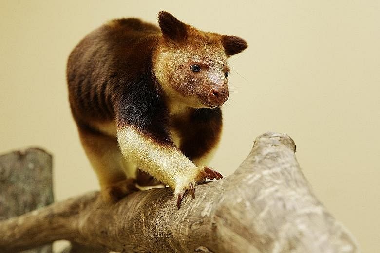 The hope is that the two Goodfellow's tree kangaroos (left), classified as endangered, will start their own family here, as an "assurance colony" in Singapore. This comes under a global plan to ensure the species' survival. WRS also wants to breed ot
