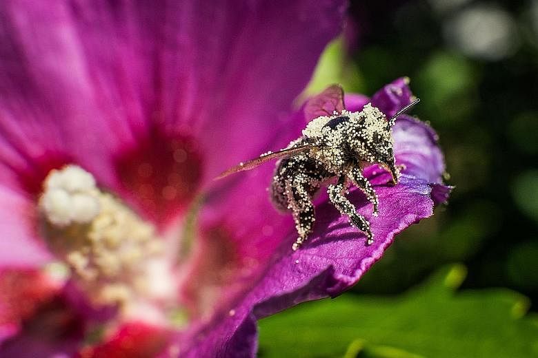 A pollen-covered bee leaving a flower. Sugar-buzzed bees also appeared to recover faster from a scare, a study has found.