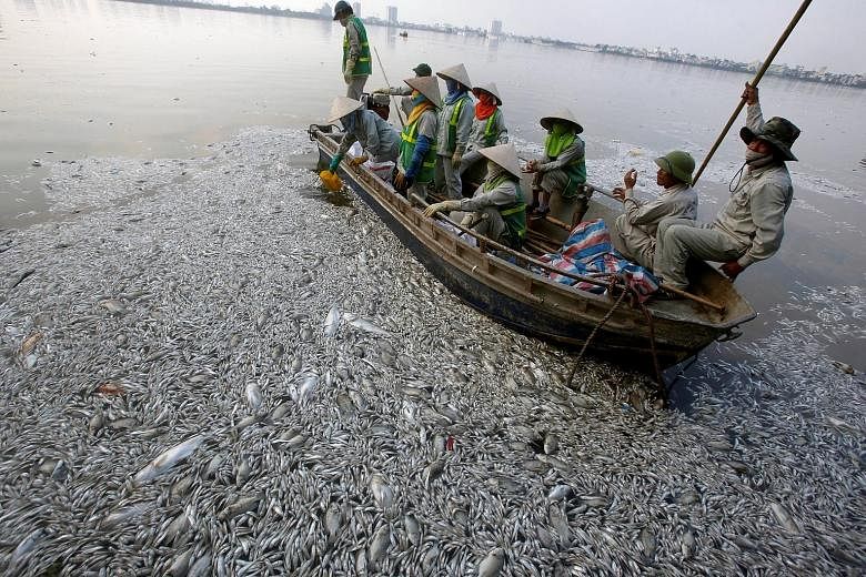 Workers collecting dead fish in the polluted West Lake in Hanoi yesterday.