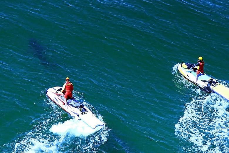 Lifeguards chasing a shark off Ballina's Lighthouse Beach last Monday after a 17-year old surfer was attacked, in a photo released by the NSW Department of Primary Industries.