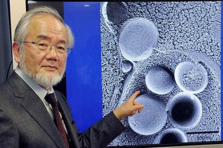 Dr Yoshinori Ohsumi's work on autophagy could lead to a better understanding and possible treatment of diseases such as cancer, diabetes and Parkinson's.