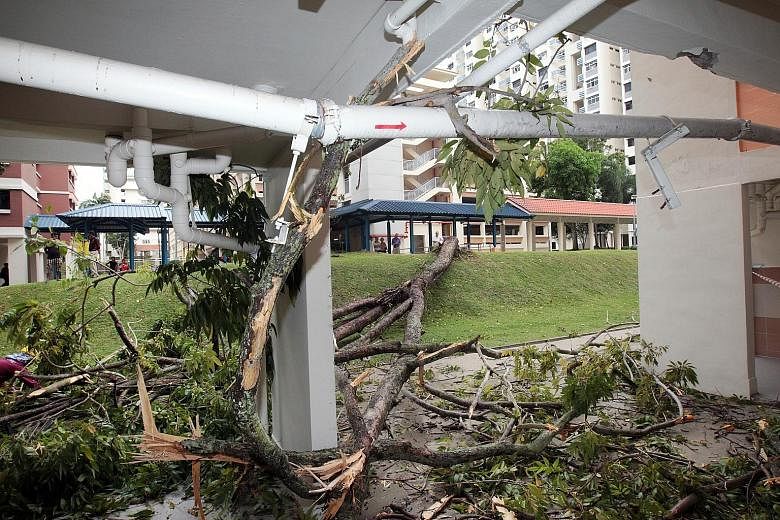 A tree came crashing down on a block of flats in Holland Close yesterday during a predawn thunderstorm, taking out windows from the third to sixth floors, and damaging a gas riser that served the block. Several residents of Block 1 were jolted awake 