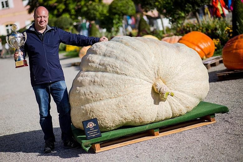 Mr Matthias Wuersching is the proud owner of this winning 901kg pumpkin which netted him a €1,500 (S$2,300) prize at the German Championship Pumpkin Weigh-Off on Sunday. Last year's winning entry weighed in at 856kg. On the last day of this annual 