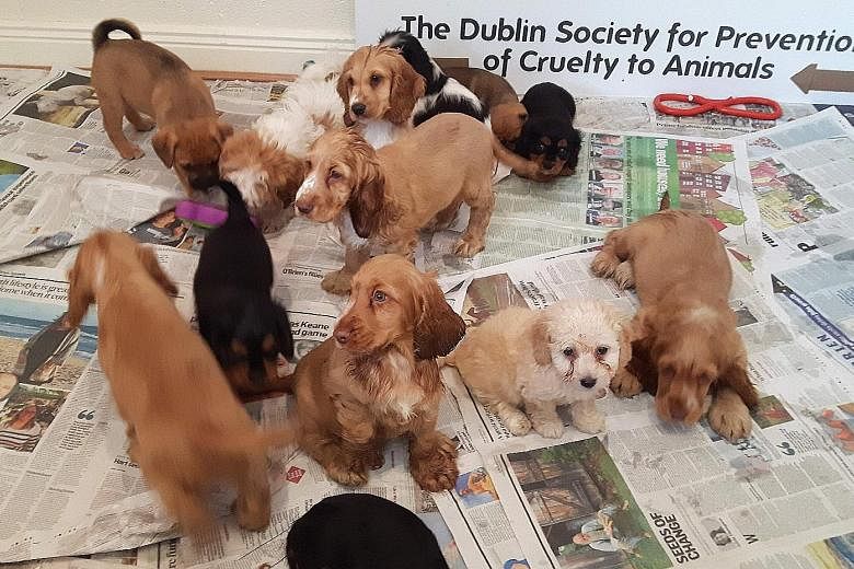 Some of the 59 puppies that were rescued at the port of Dublin during a recent operation involving the Dublin Society for the Prevention of Cruelty to Animals and various government bodies.