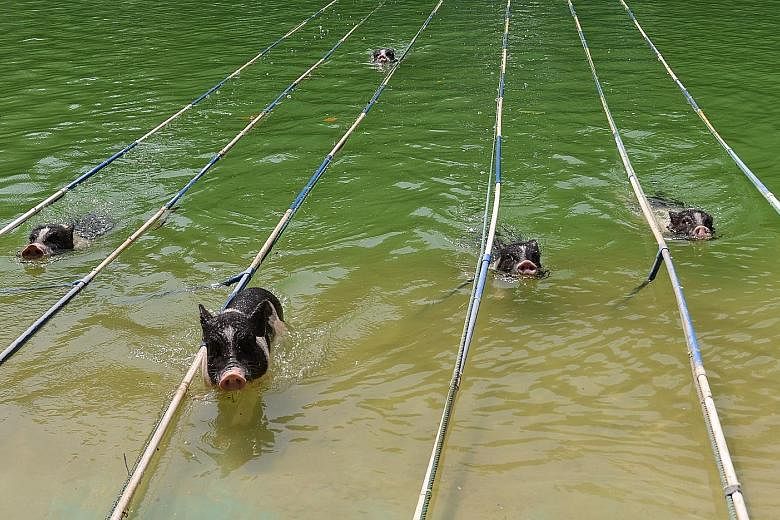 Pigs can't fly, but they can definitely swim. At a theme park in Guangzhou, in Guangdong province, the animals put on a show in which they displayed their athletic prowess by racing one another in a swimming competition as well as taking part in a hi