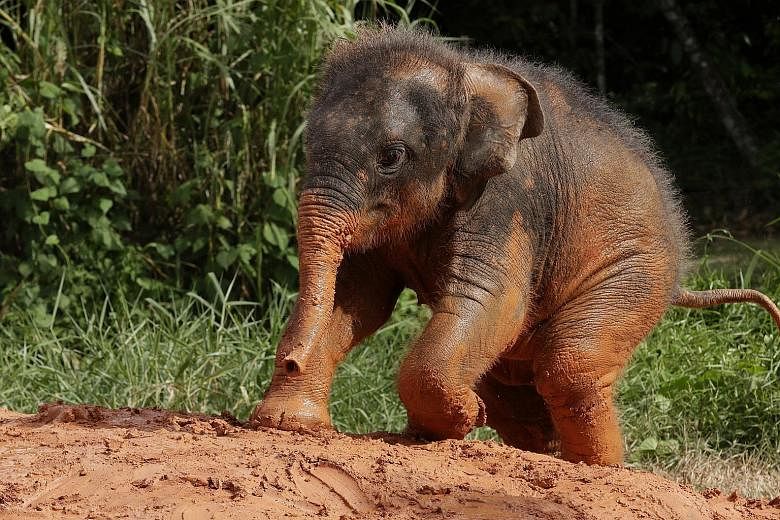 The Night Safari's largest baby of the year now has a name. Neha, which means love in Hindi, has been chosen as the name of the park's five-month-old Asian elephant, Wildlife Reserves Singapore said yesterday. Neha, born on May 12, is the youngest of