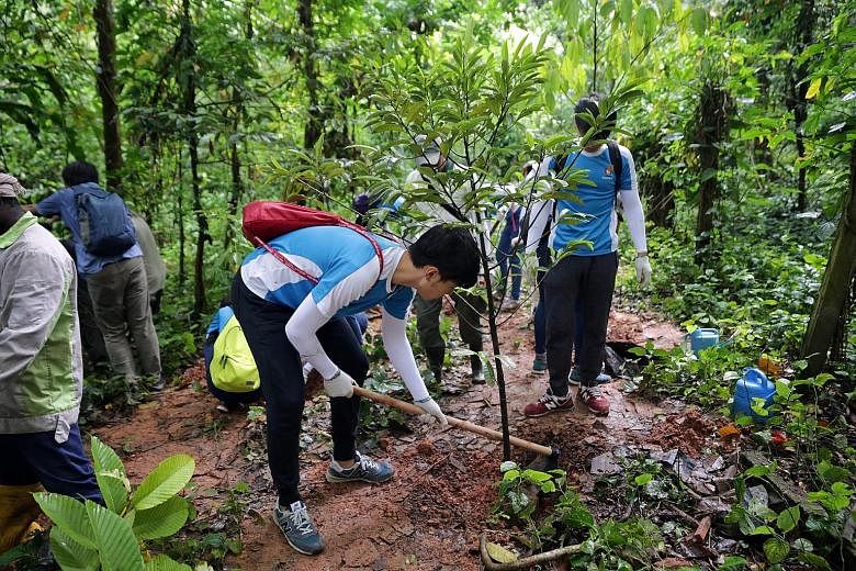 Clockwise from top: Students from Nanyang Junior College planting trees in the forest; remnants of a Hainan village that used to sit on part of what will be the Thomson Nature Park; and a green-eyed big whip snake that calls the forest home. The Thom