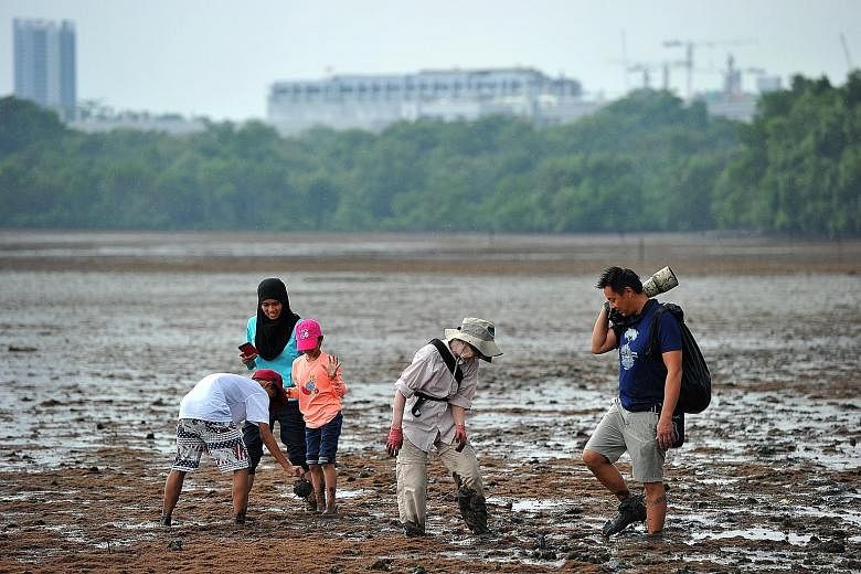 Volunteers Noraisah Arsad (second from left), with her kids Mohamad Raiyan Mohamad Rizal and Marsya Sorfina Mohamad Rizal, and Ms Elzbet Diaz de Leon with Mr Stephen Beng, chairman of NSS' Marine Conservation Group, rescuing horseshoe crabs at Mandai
