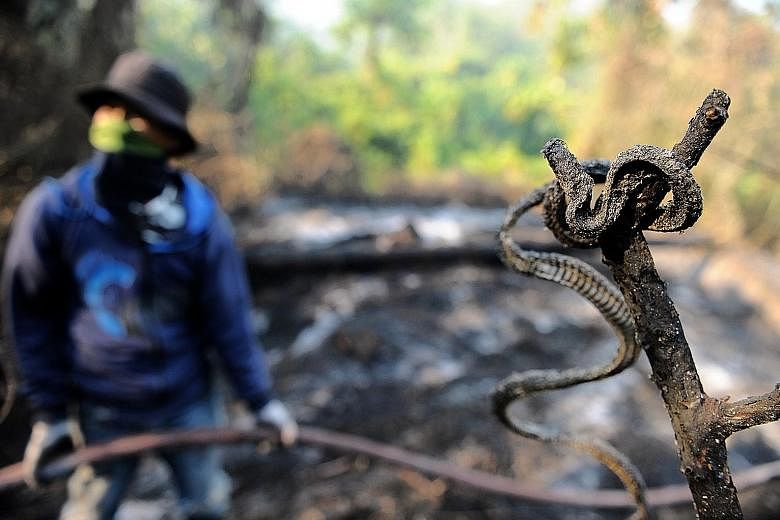 The charred carcass of a snake next to a ranger working to extinguish a fire in Seulawah, Aceh on Monday, after tens of hectares of pine forests were deliberately burned. Haze is an annual problem in Indonesia, caused by the setting of forests on fir