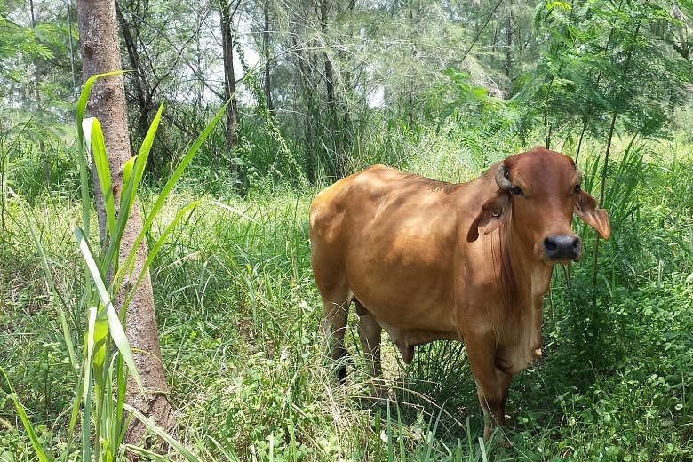 The Brahman bull had chronic underlying illnesses, and probably died of heart and lung complications during its checkup on Sept 28, said NParks.