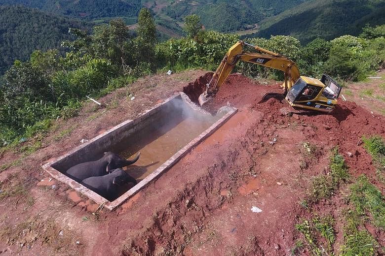 Three elephants trapped in a hilltop water storage tank in Yunnan province were finally freed on Tuesday, said Chinese state media. Forest rangers found the elephants - a calf and two adults - on Sunday, but heavy rains filled up the 5m-deep tank and