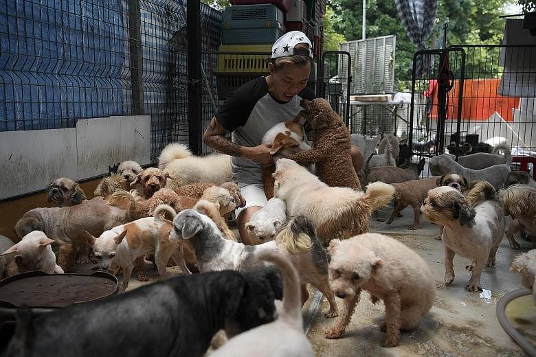 Mr Derrick Tan, president of Voices For Animals, one of the seven animal welfare groups located in the 14 farms in Pasir Ris. More than 1,000 dogs and about 800 cats housed in shelters will be moved out of Pasir Ris Farmway.