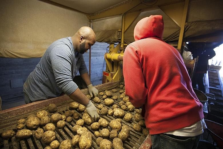 Employees at the Foster farm in Sagaponack sorting potatoes.