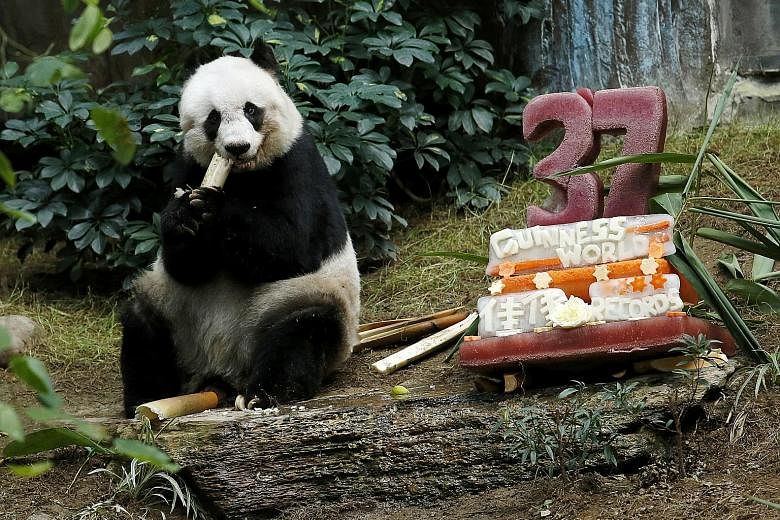 Giant panda Jia Jia "celebrating" its 37th birthday last year with a cake made from ice and fruit juice at Ocean Park in Hong Kong. The panda was euthanised on Sunday after its health deteriorated rapidly over the past two weeks.