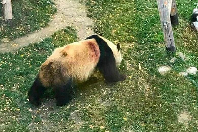 In one of several pictures which have gone viral, 22-year-old Shulan is seen in its enclosure with what appears to be a wound on its back. The zoo said the panda was cut by the shape edges of bamboo during feeding.
