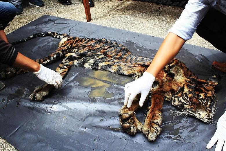 Indonesian wildlife officials display seized animal parts, including tiger skin (above), after an undercover police operation at a hotel in Medan, Sumatra, over the weekend.