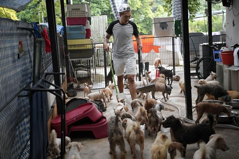 Voices For Animals president Derrick Tan (above) said volunteers will be assured that their animals "will not be left stranded" only when they are shown concrete plans. Tenants of Pasir Ris Farmway were told by the SLA in a letter on Oct 4 that the land m