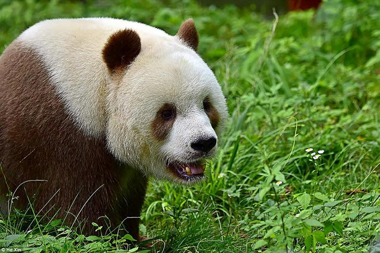 World's only brown panda, abandoned by its mother, gets ready for