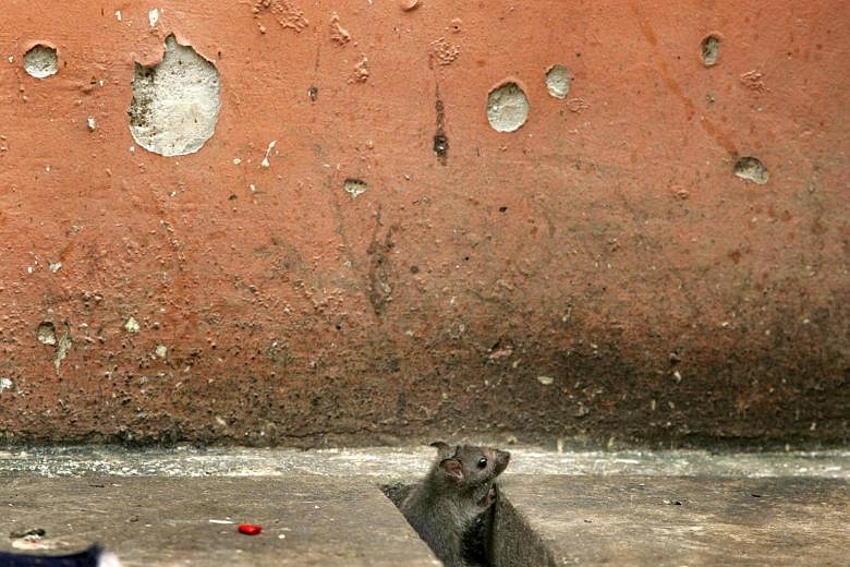 Rodents beware: Jakarta offers cash reward for live rats in vermin  clampdown