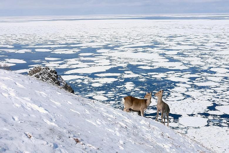 Deer in Shiretoko National Park, one of the sites along the Hokkaido Snow Tour itinerary with Walk Japan. The luxury Atix Hotel in La Paz in Bolivia.