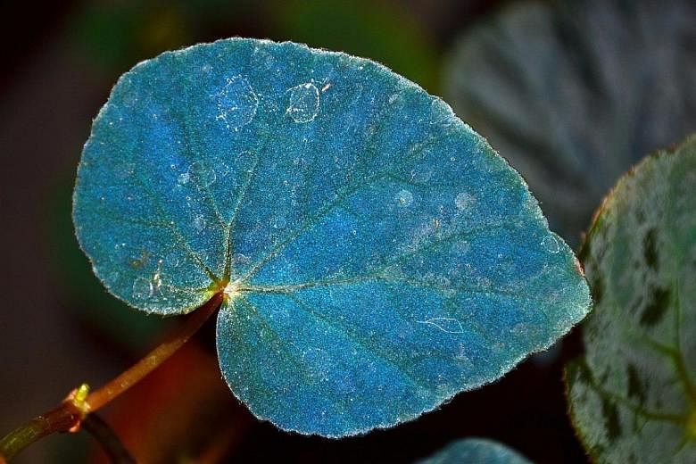 Photosynthetic structures called iridoplasts "turn" the Begonia pavonina an iridescent blue and help it survive at low light levels.