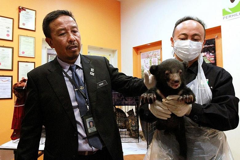Mr Abdul Kadir (left) showing the rescued one-month-old sun bear at the Perhilitan headquarters on Tuesday.