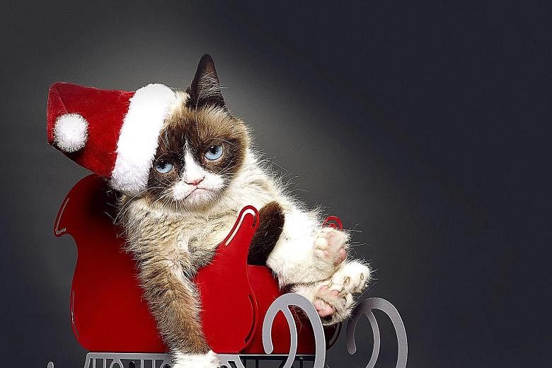 Many A-list Internet felines, like Grumpy Cat, seen here in Grumpy Cat's Worst Christmas Ever, have oral deformities that make them seem to smile or grimace, as if they are furry emoticons.