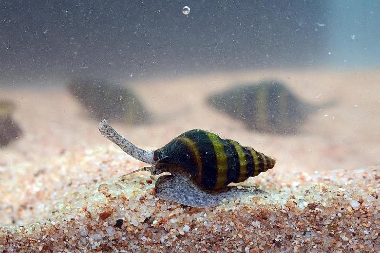Brought here to feed on aquarium pests, the assassin snail has become an invasive species.