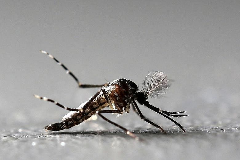 A genetically modified male Aedes aegypti mosquito. Such mosquitoes will be released into the wild and will mate with ordinary females, spawning babies with a genetically in-built flaw that causes them to die quickly. The modified males will then die