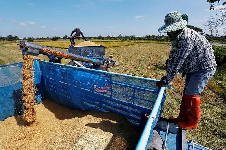 With the harvest season on and rice prices at a 13-month low, the military government last week offered loans worth US$1.3 billion (S$1.8 billion) to jasmine rice farmers, on the condition that they store the grain for six months to slow down market 