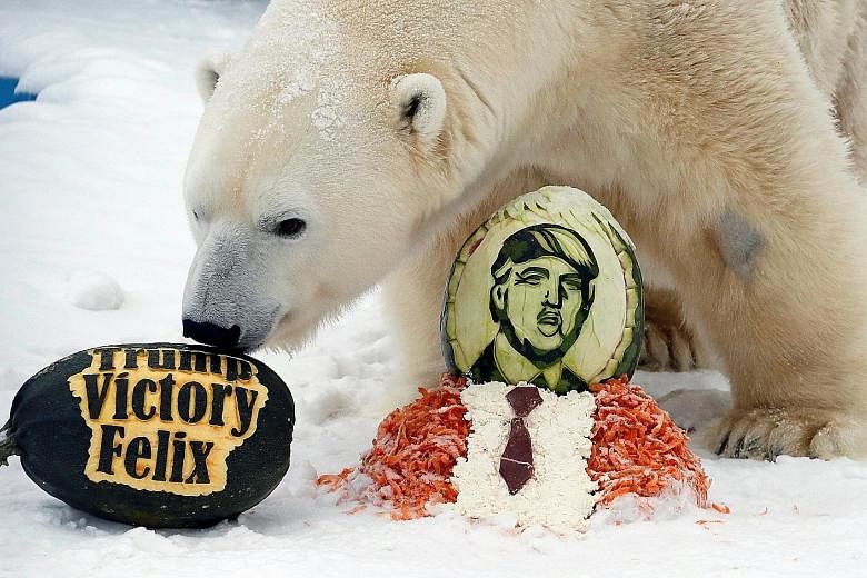 Felix, a 10-year- old male polar bear, inspecting a pumpkin, part of the treats the animal was given for correctly predicting the winner of the US presidential election. The bear at the Royev Ruchey zoo in Krasnoyarsk, Russia, yesterday also received