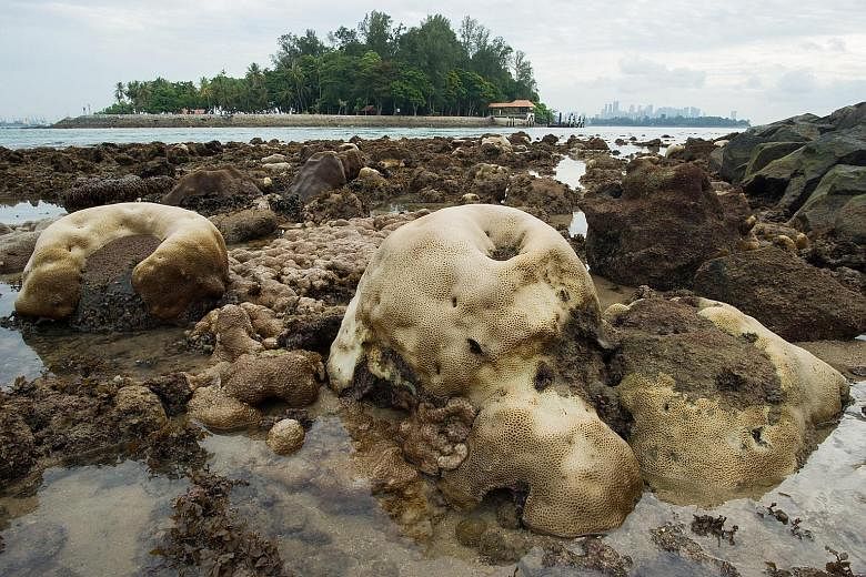 Bleached coral at Big Sister's Island. This year's bleaching event is the longest to hit Singapore so far.