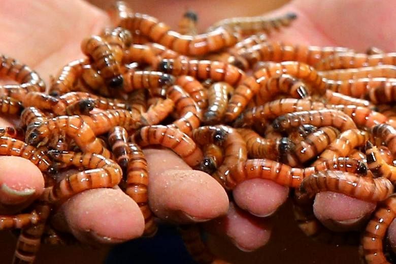 Chinese company makes underperforming employees eat live worms as