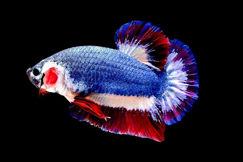 The sought-after Siamese fighting fish with the red, white and blue stripes of the Thai flag. Highest bidder Chuchat Lekdeangyu fought off rival buyers to take the prized pet home for 53,500 baht.