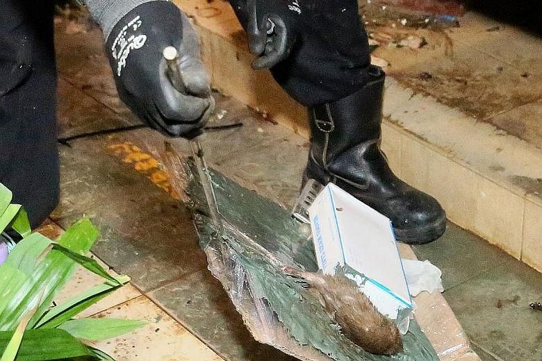 Pest control officers catching a rat at the wet market and food centre at Block 505, Jurong West Street 52, last weekend.